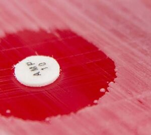 disques-antibiotiques-alliance-bio-expertise