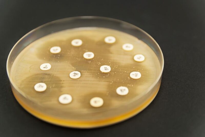 disques antibiotiques