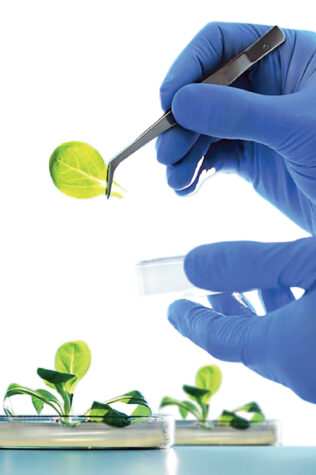 seeds alliance bio expertise