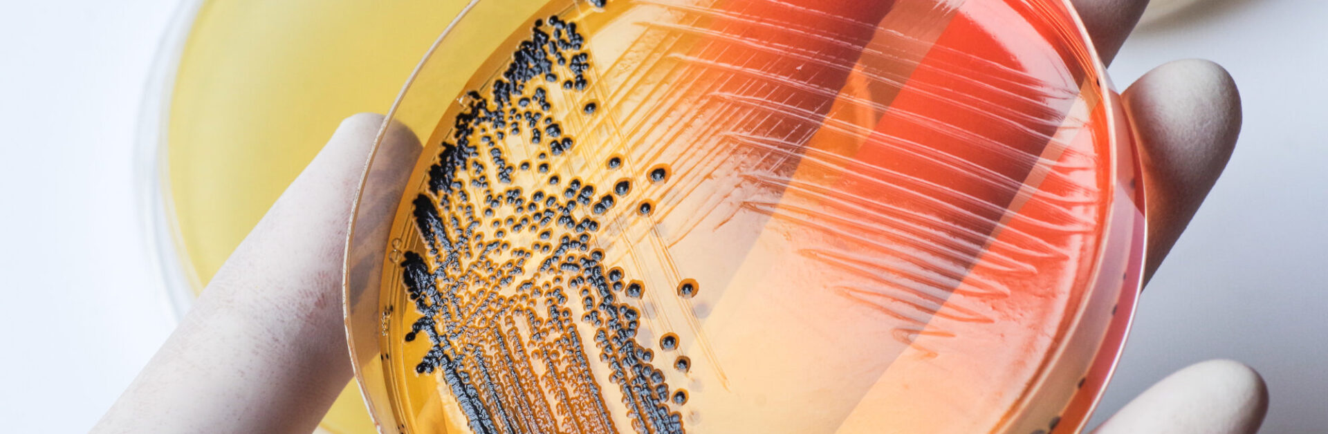 microbiologie agroalimenatire