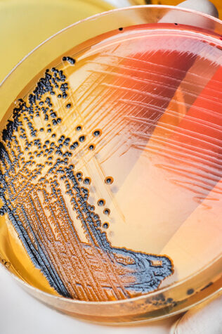 Food industry alliance bio expertise