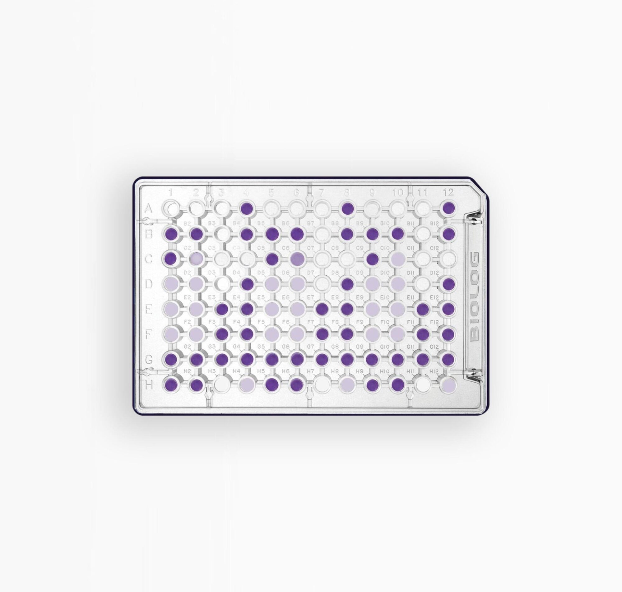 MICROPLAQUE PM07 - PEPTIDES AZOTÉS