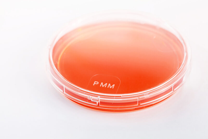 BURKHOLDERIA CEPACIA COMPLEX SELECTIVE AGAR - CS